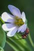 302896 – Photo : Daniel Ventard – France (71)